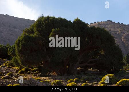 albero antico nell'alto marocco Foto Stock