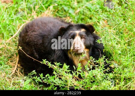 Grande Orso Masculine Ande Shoot Nel Selvaggio In Equadorian Ande Mountains Foto Stock