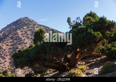 albero antico nell'alto marocco Foto Stock