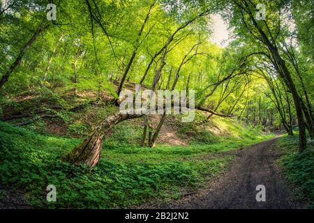 Foresta magica e percorso nella stagione primaverile Foto Stock