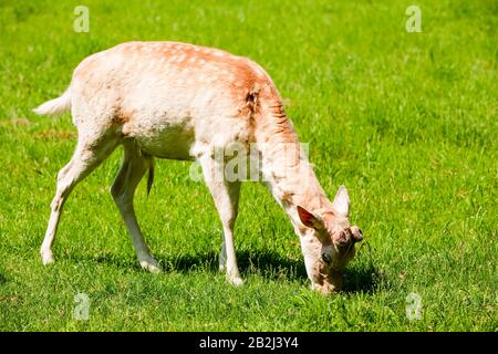 Giovane Maschio Daini al pascolo estivo fresco erba Foto Stock