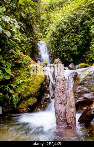 Una piccola cascata scorre su rocce scure coperte di muschio in una lussureggiante giungla tropicale. L'acqua crea una cascata liscia e bianca, che scorre su più livelli, circondata da fitte foglie verdi Foto Stock