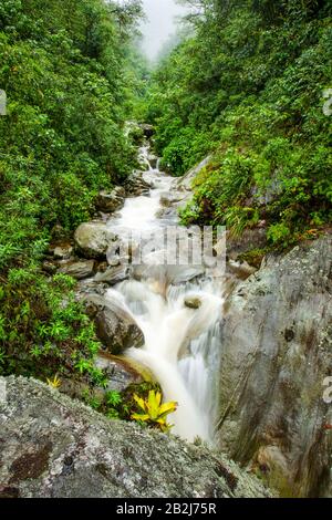 Un ruscello affollato scorre su rocce coperte di muschio in una stretta e verdeggiante burrone della foresta. L'acqua crea una cascata liscia e bianca mentre cade lungo il pendio roccioso, circondata da fitte foglie verdi e. Foto Stock