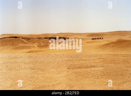 Viaggio Fotografia cammelli nel deserto vicino alle Piramidi di Giza al Cairo in Egitto in Nord Africa Medio Oriente Foto Stock