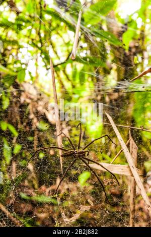 Grande Spider Nella Foresta Pluviale Amazzonica Seduto Sul Suo Web Foto Stock