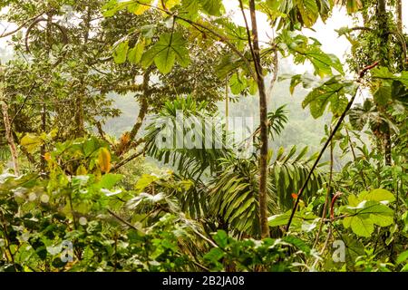 Fitta Vegetazione Nel Bacino Ecuadoriano Del Fiume Creek Foto Stock