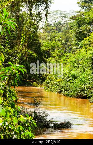 La fitta vegetazione ecuadoriana nel bacino del Rio delle Amazzoni Foto Stock