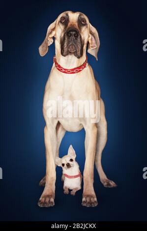 Mastiff brasiliano (fila brasileiro) in piedi sopra Chihuahua vista frontale Foto Stock