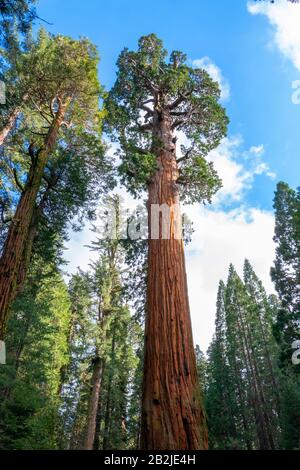 General Sherman Tree, il più grande albero del mondo, sequoia gigante albero al Sequoia National Park, Sierra Mountains, Stati Uniti d'America. Foto Stock