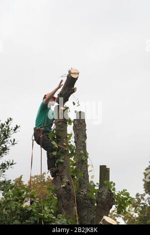 Un chirurgo dell'albero attaccato ad un albero con la parte superiore dell'albero che cade fuori Foto Stock