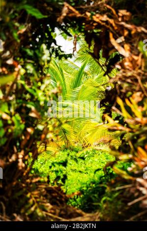 Fitta Vegetazione Nel Bacino Ecuadoriano Di Amazon Creek Foto Stock