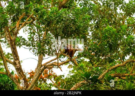 Wild Chorongo interamente girato di scimmia nella giungla ecuadoriana di piccole quantità di Ca può essere presente Foto Stock