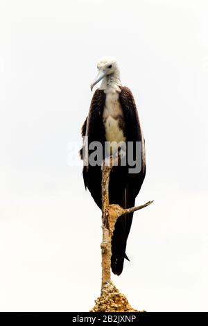 Femmina Frigate Bird contro il cielo blu Foto Stock