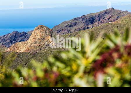 Fuori fuoco Euphorbia atropurpurea, pianta di tabaiba che cresce sulle scogliere che si affacciano sulla roccia di Risco Blanco e la valle di Santiago del Teide, Tenerife, Foto Stock