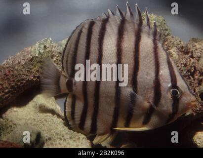 Pesce farfalla a otto bande, Chaetodon octofasciatus Foto Stock