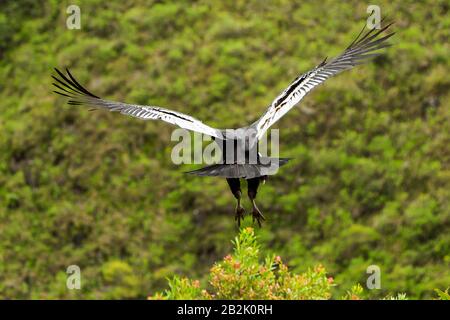 Condor andino decollo Shot nelle Highlands ecuadoriana a circa 1800m di altitudine Foto Stock