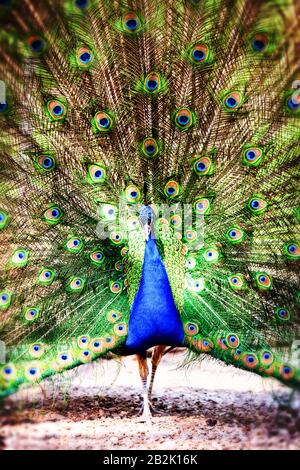 Un pavone maschio si erge su un terreno sporco con le sue piume di coda completamente ventilate in un display circolare. Il piumaggio è caratterizzato da piume verdi, blu e marroni vivaci con numerosi ocelli dall'aspetto accattivante Foto Stock