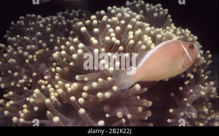 Anemonefish rosa, Amphiprion perideraion, simbiotico con il suo anemone (Heteractis magnifica) Foto Stock