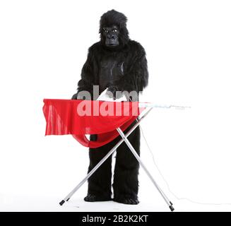 Giovane uomo in costume di gorilla stiratura di un panno rosso su sfondo bianco Foto Stock