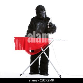 Giovane uomo in costume di gorilla stiratura di un panno rosso su sfondo bianco Foto Stock