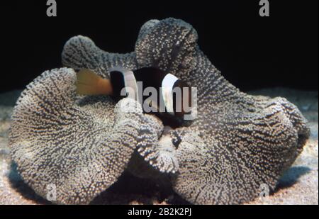 Anemonefish di Clark (Amphiprion clarkii) simbiotico con anemone del tappeto di Haddon (Stichodactyla haddoni) Foto Stock