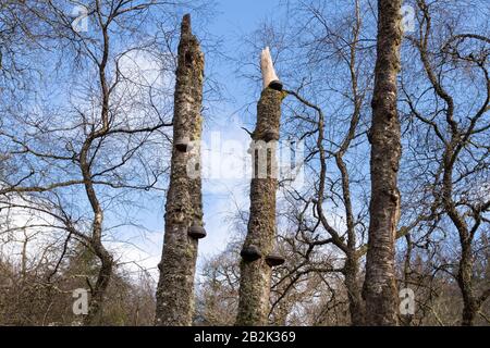 Hoof fungo - fomentarius di fomes - su alberi morti di betulla d'argento, Scozia, Regno Unito Foto Stock