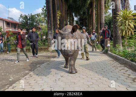 Sauraha, Nepal - 19 gennaio 2020: Un rinoceronte che cammina per le strade di Sauraha in Nepal Foto Stock