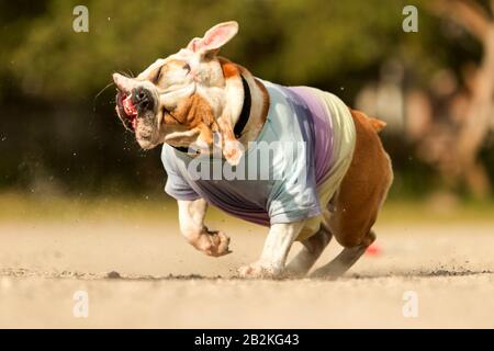 Femmina Bulldog inglese scuotendo la testa lei Foto Stock