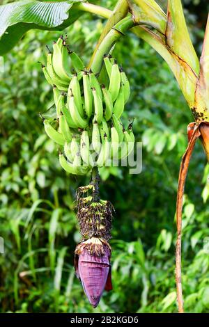 Vista ravvicinata di una pianta di banane che mostra un grande gruppo di banane verdi accresciute appese al gambo. Sotto le banane si trova il grande fiore di banana viola (infiorescenza) con marroncino secco Foto Stock