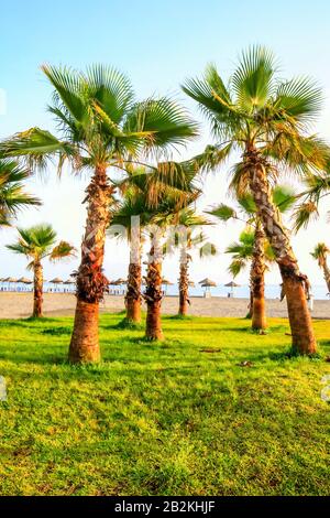 Una fila di palme tifosi si erge su un vivace prato verde in primo piano, con i loro tronchi e le fronde testurizzate che catturano la calda luce del sole. Oltre l'area erbosa si trova una spiaggia sabbiosa costeggiata da blu Foto Stock