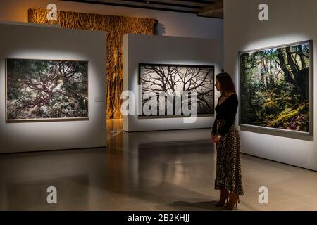 Hayward Gallery, Londra, Regno Unito. 3rd Mar 2020. Shi Guowei, Pine, 2016, Robert Longo, Untitled (Sleepy Hollow), 2014 e Thomas Struth, Paradise 13, 1999, - Tra Gli Alberi della Hayward Gallery, una nuova mostra che riimmagina come pensiamo agli alberi e alle foreste e come hanno plasmato la civiltà umana. A cura di Hayward Gallery Director, Ralph Rugoff, lo spettacolo include foreste pluviali colombiane, giungle in Giappone, oliveti in Israele, boschi scandinavi e una foresta sotterranea in Sud Africa. È Attivo Dal 4 Marzo Al 17 Maggio 2020. Credito: Guy Bell/Alamy Live News Foto Stock