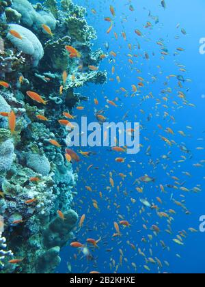 Juwelen-Fahnenbarsche (Pseudanthias Squamipinnis), Korallenriff, Elphinstone-Riff, Rotes Meer, Aegypten Foto Stock