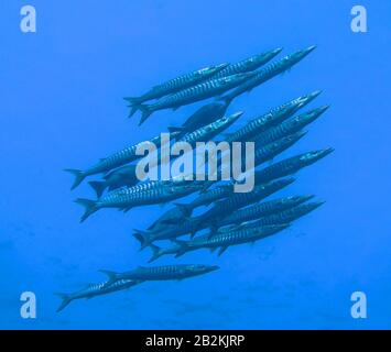 Schwarm, Grosser Barrakuda (Sphyraena Barracuda), San Giovanni´S Riff, Rotes Meer, Aegypten Foto Stock