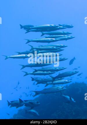 Schwarm, Grosser Barrakuda (Sphyraena Barracuda), San Giovanni´S Riff, Rotes Meer, Aegypten Foto Stock