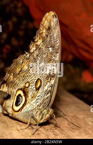 Farfalla civetta Lat Caligo Eurilochus appoggiato su di un ramo Foto Stock