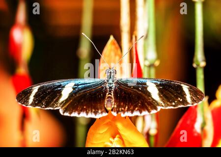 Doris Large Wing Butterfly Riposante Dopo La Salita Da Larva Foto Stock