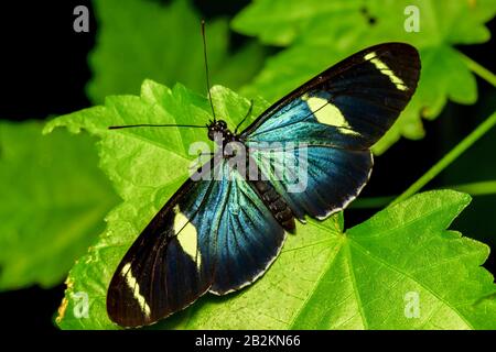 Doris ala lunga Butterfly riposo dopo emergente dal bozzolo Foto Stock