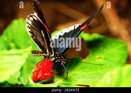 Latino Parides Arcas Anche Chiamato Cattle Heart Shot Nella Foresta Pluviale Ecuadoriana Foto Stock