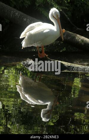 Pellicano bianco appoggiato sulla roccia Foto Stock