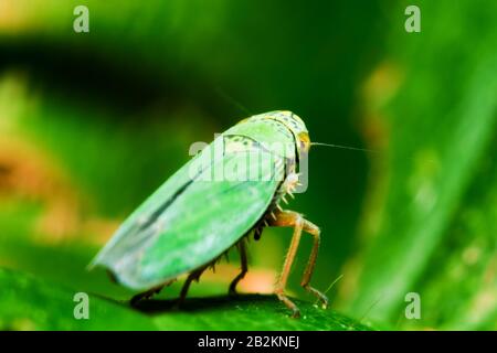 Il più piccolo Grasshopper del sottordine Caelifera nell'ordine Orthoptera circa 3mm Lunghezza concentrarsi sull'occhio leggera profondità di campo Foto Stock