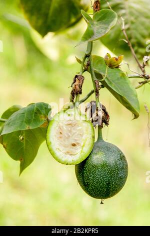 Green Granadilla frutto ancora non è stato eseguito il rip Half Cut Foto Stock