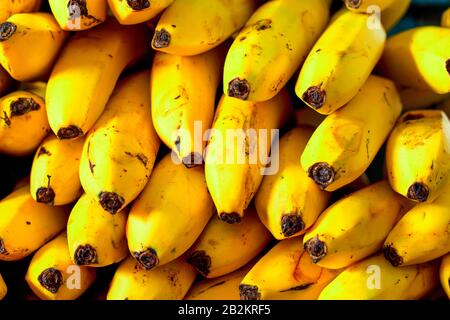 Una vista ravvicinata e densa di numerose banane gialle mature accumulate insieme. Le banane mostrano imperfezioni naturali, macchie marroni e punte scure, a indicare la maturità. L'illuminazione evidenzia la trama e. Foto Stock