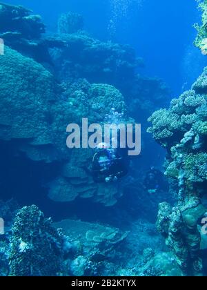 Taucher, St. Johns Riff, Rotes Meer, Aegypten Foto Stock