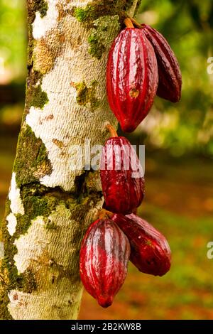 Frutto di cacao nella struttura varietà rossa è considerata essere la migliore inquadratura nella giungla ecuadoriana Foto Stock