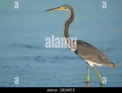 Un airone tricolore (Egretta Tricolor) Foto Stock