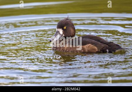 La femmina d'anatra tufted swam sulla Kellersee a Malente / Germania settentrionale. Foto Stock