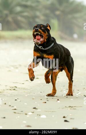 Aggressivo Rottweiler Dog Il Cane Stava Correndo In Realtà Questa Razza Non È Affatto Aggressiva Foto Stock