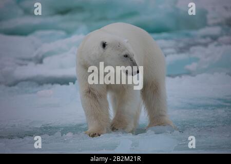 Grande orso polare sul ghiaccio galleggiante nell'artico. Svalbard, Norvegia Foto Stock