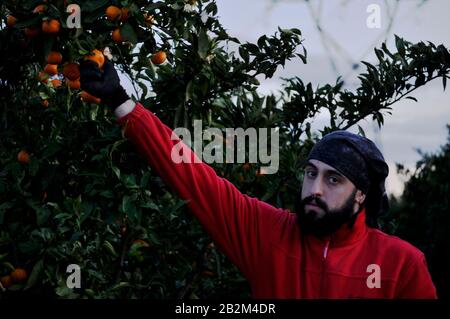 Giovane barbuto che lavora in fattoria raccogliendo arance a mano presto al mattino Foto Stock