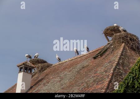 Affenberg Salem, Germania - 11 settembre 2014: Cicogne a Affenberg Salem dove ogni estate ci sono un sacco di cicogne. Foto Stock